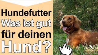 Hundefutter  Was ist gutes hochwertiges Hundefutter und artgerechte Hundenahrung für deinen Hund [upl. by Akeemat344]