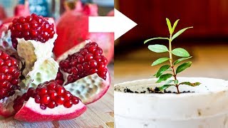 How to Grow Pomegranate Tree from Seed [upl. by Nowujalo530]