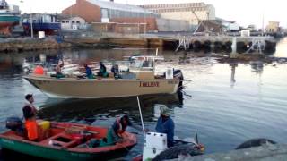 Fishing the snoek run Western Cape South Africa [upl. by Valdas]