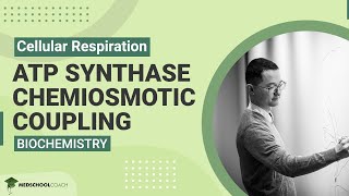 ATP Synthase Chemiosmotic Coupling [upl. by Elleinet]