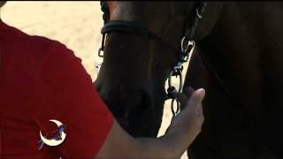 QuickTip Determine your horses bit size Myler [upl. by Ardnnaed]