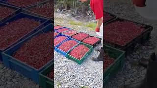 lingonberry picking harvesting cranberry lingonberry berryfarm [upl. by Benjy6]