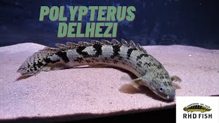 Polypterus Profile  DelheziBanded Bichir Ikan Palmas Delhezi [upl. by Annaerdna]