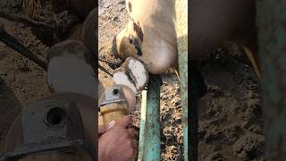 hoof triming professional hoof abcesswhite line disease farrier blockyoutube shortsviral [upl. by Ecnaret501]