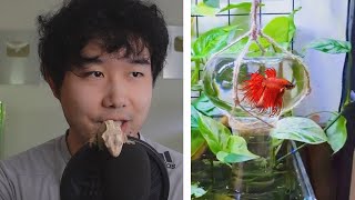 is this a good Betta fish tank  Fish Tank Review 211 [upl. by Malinin]