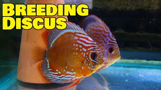 Breeding Discus Fish  Part One [upl. by Eigriv842]