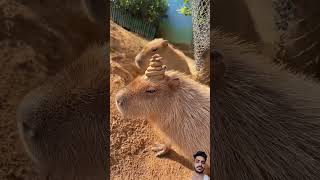 capybara animals zoo cute funny capybaralove cuteanimals capybarababies animalvideos katme [upl. by Mailiw]