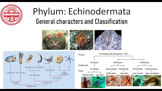 Phylum Echinodermata General characters and Classification [upl. by Server]