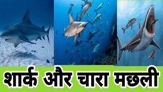 🔴l शार्क 🦈 और चारा मछली l shark 🦈 and food fish 🐟 l story hindi l [upl. by Chance248]