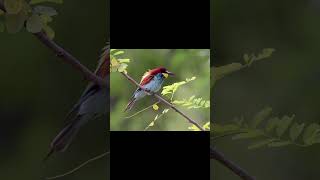 Birds Singing  Relaxing Bird Sounds Heal Stress Anxiety and Depression Heal The Mind [upl. by Anidal87]