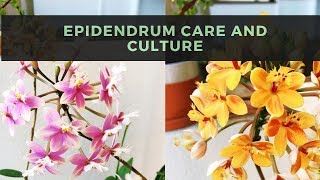 Epidendrum Orchids  Care amp Culture [upl. by Adnahcal672]