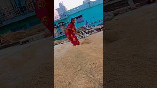 Dhanva ke bhav Tani bade detu dhaniya ke ganevideo bhojpuridance indiandance song [upl. by Sharman698]