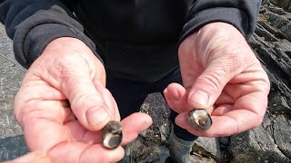 Sea harvesting Periwinkles edible sea snails on the coast of Ireland [upl. by Eilagam]