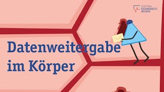 Das Hormonsystem  So steuern Hormone unser Verhalten und unsere Gefühle  Wissen ist gesund [upl. by Crim]