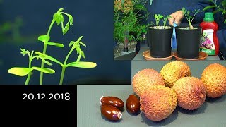 Exotische Pflanzen Mega Update der Sämlinge und Pflanzen 20122018 [upl. by Gosselin]