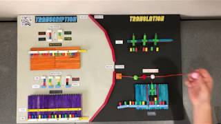 Polypeptide Synthesis Interactive Model [upl. by Allimaj]