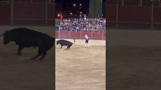 Salto de espaldas al toro en Pozuelo de Alarcón Chiquitín shorts [upl. by Benco]