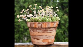 Monanthes polyphylla in bloom June 2024 [upl. by Etnud]