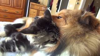 Maine coon sheltie babies beautiful interaction [upl. by Rosina384]