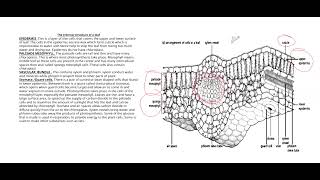 LEAF STRUCTURE 5090 O LEVEL BIOLOGY TOPIC [upl. by Eppie516]