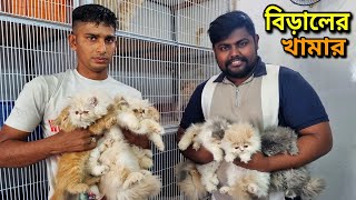 Persian Cat Price In Bangladesh  Cat Price In BD 2024  আসোল পার্সিয়ান বিরালের দাম জানুন [upl. by Ellehcit497]