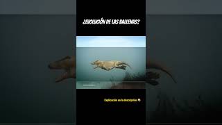 EVOLUCIÓN DE LAS BALLENAS 🐋 [upl. by Grand]