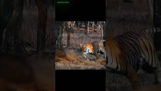 The Untamed Power of Tigers facts nature wildlife animals [upl. by Coltin]