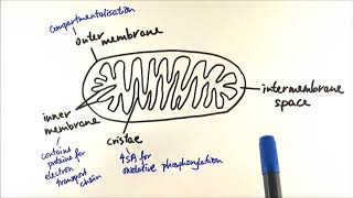 A2 Biology  Respiration Mitochondria structure and functions OCR A Chapter 182 [upl. by Nyleahcim]