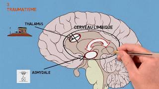 3 Les traumas Traumatisme et conséquences sur le cerveau [upl. by Euqinobe]