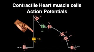 Action Potential Contractile cardiac muscle cells heart physiology actionpotential [upl. by Oisacin]