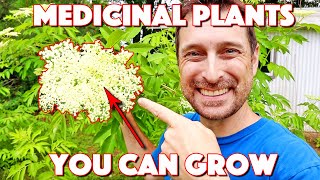 These Medicinal Herbs And Plants Anyone Can Grow Are AMAZING [upl. by Orferd]