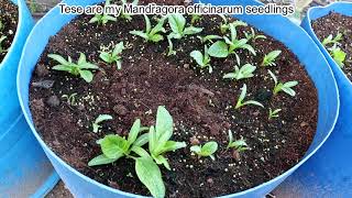 Mandrake Seedlings Review And Older Plants Popping Out  Mandragora officinarum and autumnalis [upl. by Volding]