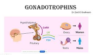 Gonadotropins [upl. by Malaspina]