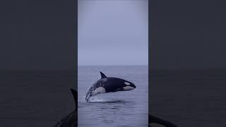 orcas jumping on topwater oceanview [upl. by Lancaster]