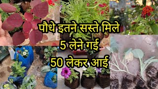 winter season plant shopping सर्दियों के लिए फूलों वाले पौधे लिएshoppingwinterfloweringplantsname [upl. by Enyar]