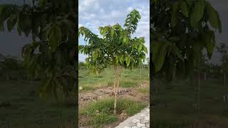 2years old Terminalia elliptica  Karumarudhu Karimaruthu  மருத மரம்  கருமருது  கரிமருது [upl. by Atenaz]