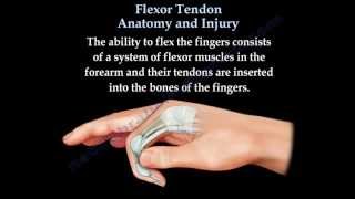 Flexor Tendon Anatomy And Injury  Everything You Need To Know  Dr Nabil Ebraheim [upl. by Jamilla973]