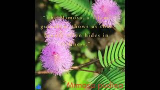 Mimosa pudica🍃botanicalbotanicaltreasuresfypシ゚viral ytshortsindiaflowerpower bloomingbeauty [upl. by Biebel251]