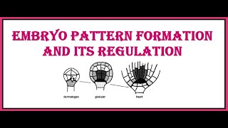 Embryo pattern formation and its regulation [upl. by Jenni]