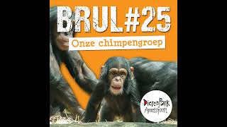 Onze chimpanseegroep ieder een eigen karakter  BRUL 25  BRUL 25 [upl. by Carine]