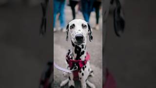 Adorable Dalmatian Portraits  Dog Street Portraits w Sony A7Cii and 24mm 14 GM dogphotography [upl. by Ecirtam]