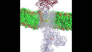 NaKATPase animation [upl. by Assel277]