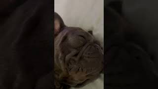 Snoring before he’s even asleep 🤣🤣 dog frenchie frenchbulldog comedy funny entertainment [upl. by Adiaroz286]