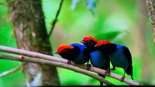 NETFLIX OUR PLANET BIRD MATING DANCE FUNNY David Attenborough [upl. by Slaughter]