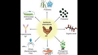 Alternatives of Antibiotics in Poultry Industry [upl. by Maxia]