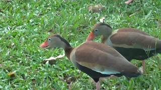 Global Big Day 2018 Meta Colombia Dendrocygna autumnalis Pato Pisingo [upl. by Rosalynd]