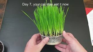 Growing Cat Grass with a Cat FurNature Cat grass kit [upl. by Ahtaga]