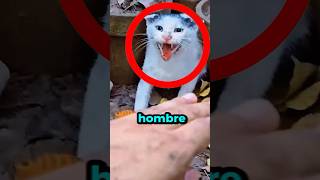 ¡Pobre Gata Protegiendo a Sus Gatitos  😱🐈 gatitos gato gatos [upl. by Mylor]