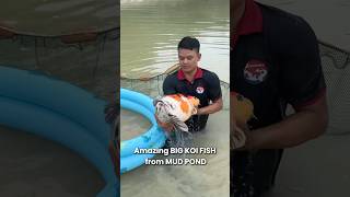 Amazing Big Koi Fish harvested from mud pond  koi koifish nishikigoi koifarm [upl. by Llenyl]