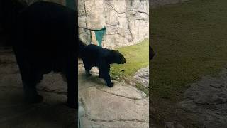 Conocimos un OSO NEGRO REAL😱😱 [upl. by Unhsiv]